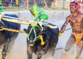 India, Srinivas Gowda: the young worker who runs with buffaloes as fast as Bolt