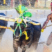 India, Srinivas Gowda: the young worker who runs with buffaloes as fast as Bolt